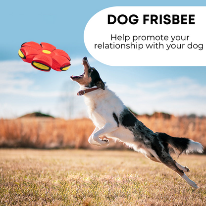 Pet Central™ Dog Frisbee